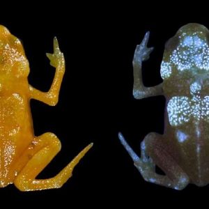 Naukowcy odkryli świecące w ciemności żaby. Miniaturowe płazy posiadają zdumiewające cechy