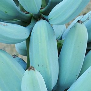 Banany Blue Java są nie tylko niebieskie, ale również smakują jak lody waniliowe