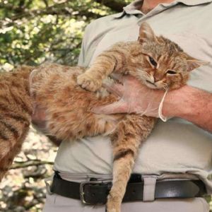Nowy gatunek „koto-lis” został odkryty na Korsyce. Do tej pory uważany był za mit