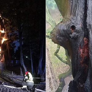 Spłonął dąb Mieszko I. Pomnik przyrody jest jednym z najstarszych drzew w Polsce