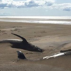 Dziesiątki martwych grindwali zostało wyrzucone na brzeg Islandii. Przyczyny wciąż nie są znane