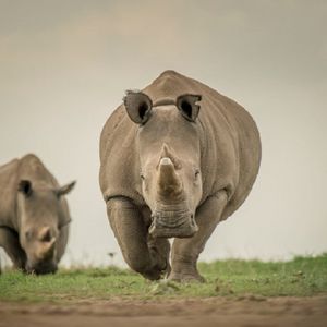 Na świecie zostały tylko dwa północne nosorożce białe. Naukowcy jednak się nie poddają