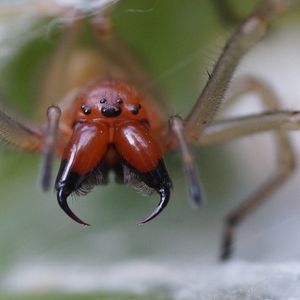 Jadowite pająki w Polsce. Gdzie można je znaleźć i których gatunków lepiej unikać?