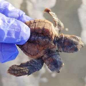 Dwugłowy żółw został znaleziony na plaży przez ekologów. To niezwykle rzadki przypadek