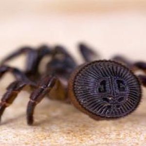 Cyclocosmia latusicosta to najdziwniejszy pająk jakiego kiedykolwiek zobaczysz