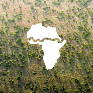 Wielki Zielony Mur powstaje w Afryce. Będzie największą żywą strukturą na naszej planecie