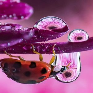 Świat w kropli wody. Fascynujące makrofotografie, które otworzą ci oczy