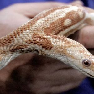 Dwugłowy wąż kolejny raz został znaleziony w lesie. Mutant nie ma łatwego życia