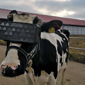 W Rosji opracowano zestawy wirtualnej rzeczywistości dla krów. Zwierzęta są zachwycone