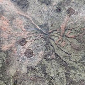 Najstarszy skamieniały las na świecie został znaleziony w Nowym Jorku. Wygląda zachwycająco!