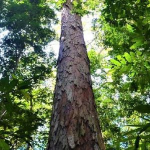 Udało się znaleźć najwyższe drzewo Amazonii. Jest prawie tak tak wysokie, jak Statua Wolności