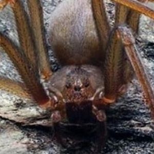W Meksyku odkryto nowy gatunek pająka. Jego jad sprawia, że ludzkie ciało zaczyna gnić
