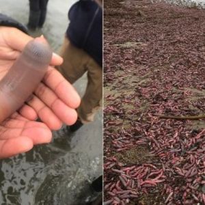 Ryby-penisy opanowały plażę w Kalifornii. Jak można się spodziewać, ludzie są wielkimi fanami