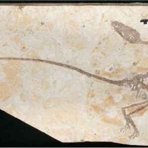 Niesamowita skamielina sprzed 120 milionów lat ujawnia ważne cechy dinozaurów pierzastych
