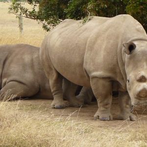 Pojawiła się kolejna szansa na ocalenie białego nosorożca północnego przed wyginięciem