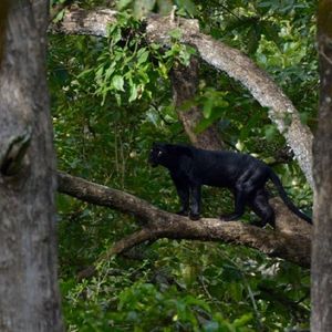 Rzadka czarna pantera uważana za wymarłą w regionie, została zauważona w lasach na Sri Lance