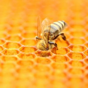 Genetycznie modyfikowane bakterie mogą pomóc ocalić populację pszczół miodnych