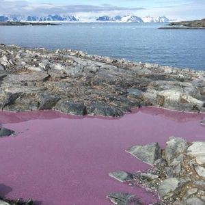 Purpurowy staw na Antarktydzie zadziwił zespół badawczy. Zagadkę szybko udało się rozwiązać