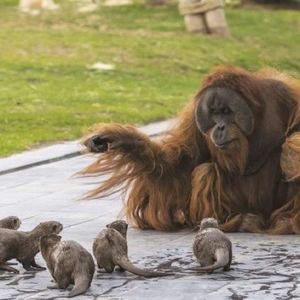 Urocza międzygatunkowa przyjaźń w zoo. Wydry odwiedzają orangutany, by spędzać z nimi czas