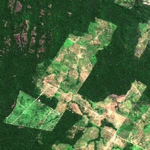 Ekolodzy ostrzegają, że lasy deszczowe Amazonii mogą być kolejnym źródłem koronawirusa