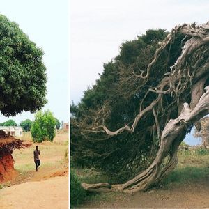 20 fenomenalnych zdjęć drzew, których pragnienie życia jest tak silne, że przetrwają wszystko