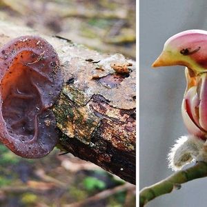 18 kłopotliwych zdjęć, które pokazują, że natura uwielbia płatać nam figle