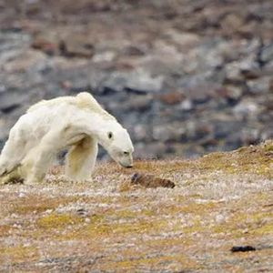 Topniejący lód morski i brak pożywienia może doprowadzić niedźwiedzie polarne do wyginięcia