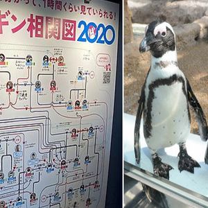 Akwarium w Kioto stworzyło tablicę prezentującą skomplikowane związki między pingwinami