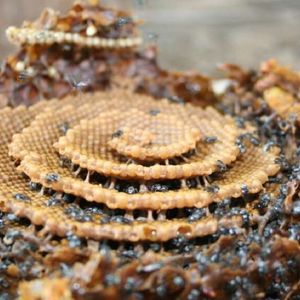 Gatunek australijskich pszczół buduje fenomenalne gniazda w kształcie spirali, które zachwycają