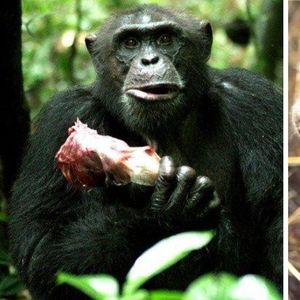 10 mrocznych faktów o szympansach. Nie są takie milutkie jak nam się wydaje