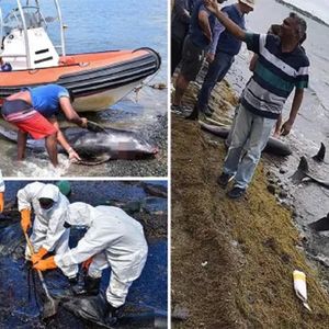 Katastrofa ekologiczna na Mauritiusie trwa. Na plaży pojawiają się dziesiątki martwych delfinów