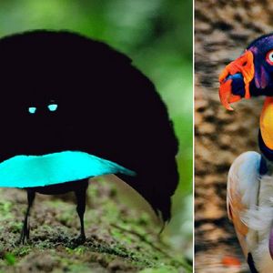 7 gatunków ptaków, które wyglądają tak niezwykle, że mogłyby uchodzić za przybyszy z innej planety