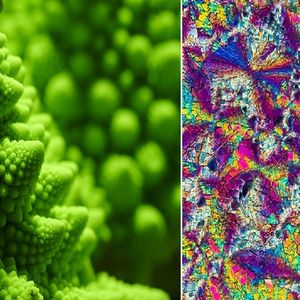 Ciekawe zdjęcia, które ujawniają, jak wyglądają zwyczajne rzeczy pod mikroskopem