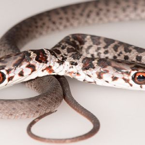 Znaleziono dwugłowego węża z niezależnymi mózgami, które nie we wszystkim się zgadzają