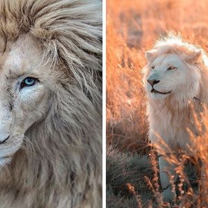 Fotograf na zdjęciach uwiecznił piękno białych lwów. Pod każdym kątem prezentują się majestatycznie