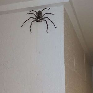 Pewien Australijczyk pokazał pająka, któremu pozwolił mieszkać w swoim domu przez cały rok