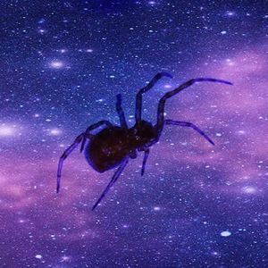 Ktoś wpadł na genialny pomysł, by zabrać pająki na Międzynarodową Stację Kosmiczną