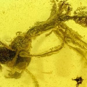 Prehistoryczna „piekielna mrówka” została uwięziona w bursztynie na ponad 99 milionów lat