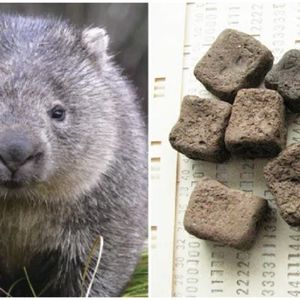 Biolodzy w końcu odkryli w jaki sposób powstają kwadratowe odchody wombatów