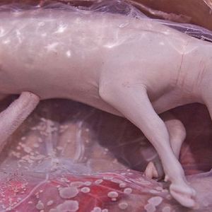 15 zapierających dech w piersi zdjęć zwierzaków na kilka tygodni przed narodzinami