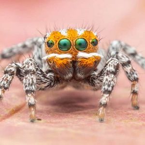 Odkryto nowy gatunek pająka pawiego. Urocze stworzonko nazwano na cześć „Gdzie jest nemo?”