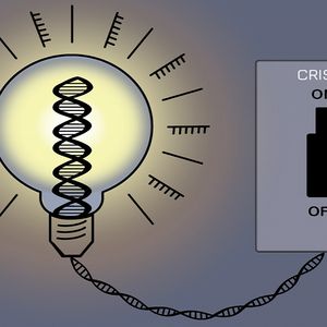 Przełomowa technologia CRISPR pozwala z łatwością włączać i wyłączać geny