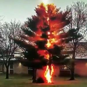 Oszałamiający film, który pokazuje drzewo unicestwione przez piorun w ułamku sekundy