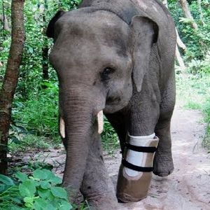 Słoniątko, które straciło stopę we wnykach, otrzymało protezę. Nowa kończyna spełnia swoją rolę