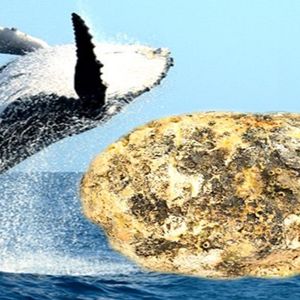 Czym właściwie jest ambra i dlaczego wielorybie „wymiociny” są tak cenne?