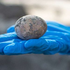 Podczas wykopalisk znaleziono 1000-letnie kurze jajko. Nienaruszone zachowało się w szambie