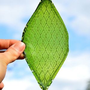 Syntetyczny liść biologiczny może wytwarzać tlen. Żyje i oddycha zupełnie jak naturalny