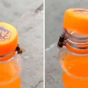 Czy dwie pszczoły rzeczywiście mogą poradzić sobie z otworzeniem butelki słodkiego napoju?