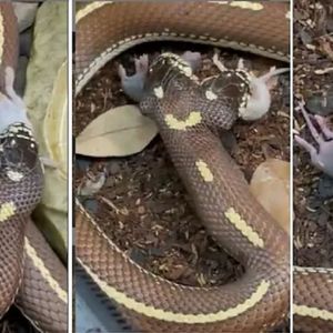Oszałamiające wideo pokazuje dwugłowego węża podczas posiłku. To dopiero widok!