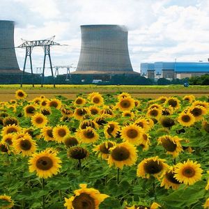 Atomowe słoneczniki, czyli dlaczego sadzi się te kwiaty po katastrofach nuklearnych